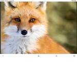 Foxes united foxes only
