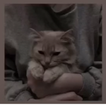 World Cat Sqaud INC.