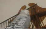 My lil parakeet s