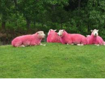 Official Chinese sheeps