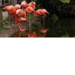 The Flamingo Girl
