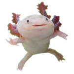 Yustizx