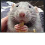 ~~ mads rat gang ~~