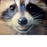 Raccoons r cool