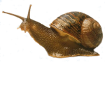 Snailscape