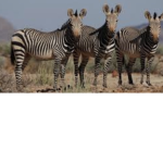 Zebra squad lets go get my lettuce