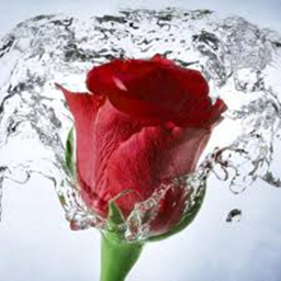 Red Rose CC Shop
