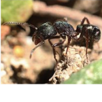Ants in tanks