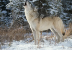 Cosmic wolfs!