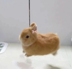 bunnies ?