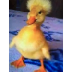 Duckys bread