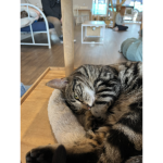 Cats_are_cool_and_epik