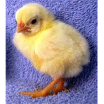 I love Hot Chicks Group!!!