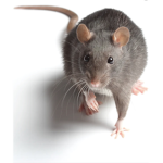 Rats United!!yum cheese
