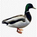 ///QUACK\\\