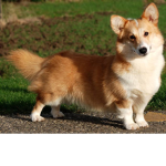 Corgi Fan gruop!!