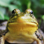 Froggian Kingdom