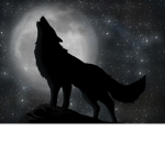 TEAM GALAXY WOLFS