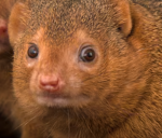 Mongoose team