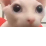 kaisers_
