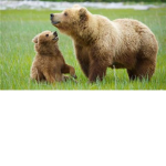 Bear Squad Clothing