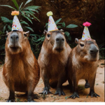 The capybara group :)