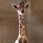 GIRAFFE GO BRRRR!