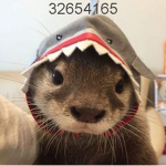 tactical otters