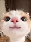 Bee's Nightmare