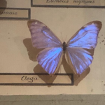~ Butterfly Designs ~