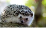 squad of hedgehogs