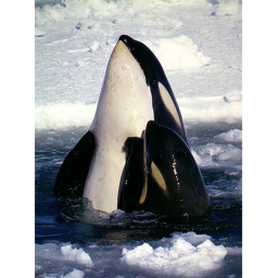Orca world