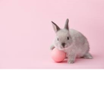 Silly Bunny Plays Roblox