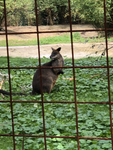 The_platypuses