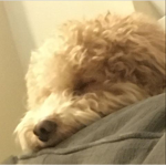Pictures Of My Dog