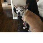 MOOZIE