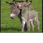 FunkyDonkey’s hangout.
