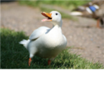 Ducks republic.