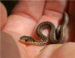 SNAKES RULE!