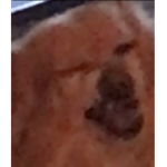 max is the best dog ever
