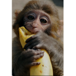 $Banana empire$