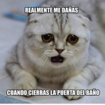 Fans de los gatos y perros