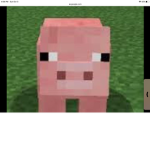 PIGGY NATION!!!!!!!
