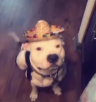 Dog With a Sombrero