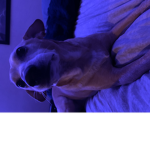 Farted in bed every day