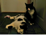 Animalslovers group