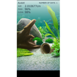 Axolotl jeje