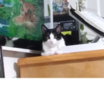 CAT MEOW UwU