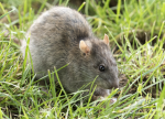Rat number 2