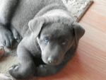 Cute baby puppy group <3